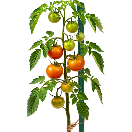 КОЛЫШКИ для растений