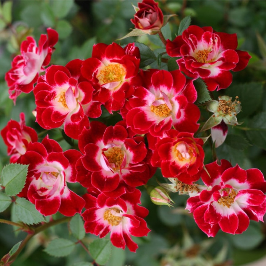 Роза Литл Артист была выведена селекционером McGredy в Новой Зеландии в 1982 год