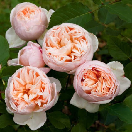 Роза Бель Романтика чайно-гибридная (персиковая) 1шт. саженец