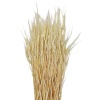 Пшеница безостая отбеленная, пучок 50г, ~60 колосьев, h 60-70см