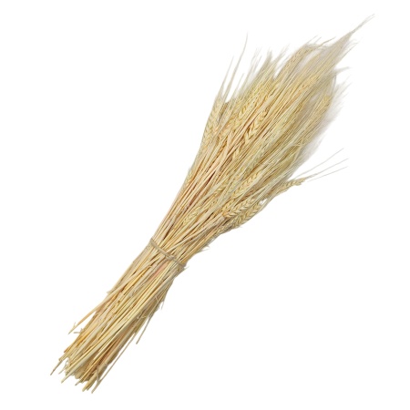 Пшеница безостая отбеленная, пучок 50г, ~60 колосьев, h 60-70см