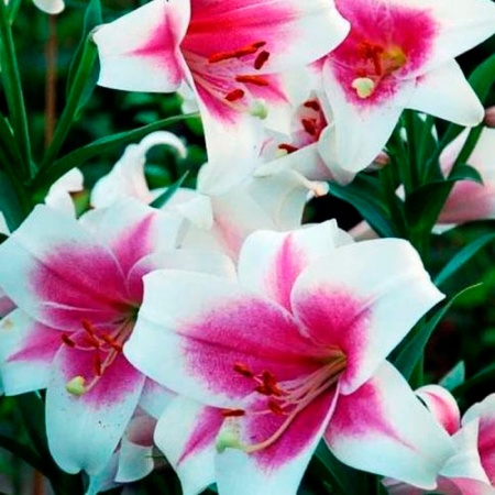 Лилия Триумфатор (белый с малиново-розовым центром), 5шт.