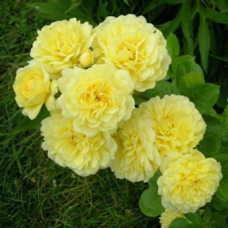 Роза Шампань шраб (мягко-желтая) (Алтай) (премиум), 1шт. саженец