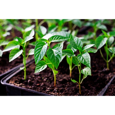 Ящик для рассады 50х15х10см "Урожай-5" (пластик.)