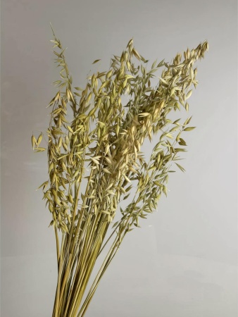Овес натуральный, пучок 80г, ~60 колосьев, h 60-70см