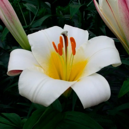 Лилия трубчатая Уайт Планет (белый с желтым центром), 5шт.