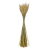 Пшеница остистая натуральная, пучок 100г, ~60 колосьев, h 60-70см