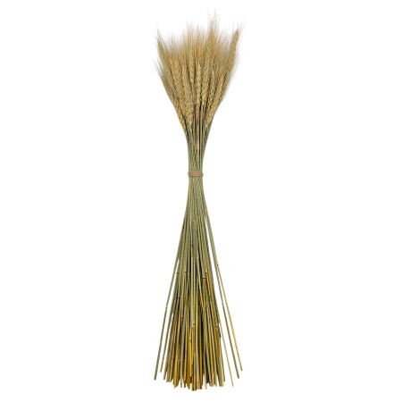 Пшеница остистая натуральная, пучок 100г, ~60 колосьев, h 60-70см