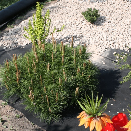 Агротекс 120 Гео (спанбонд) (3,2x100м) черный