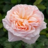 Роза Бель Романтика чайно-гибридная (персиковая) 1шт. саженец