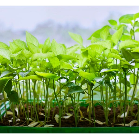 Ящик для рассады 45х22х10см "Урожай Люкс" с ребрами жест. (пластик.)