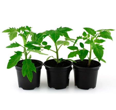 Горшок для рассады 2л, d16см h14,5см (пластик) черный