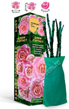 Роза Джеф ЛАртист шраб (лососевая) (Алтай), 1шт. саженец