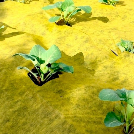 Комплект для капусты (агротекс 80 желт-черный 1,06х6м + шапочка желтая 10шт. (защита от вредителей))