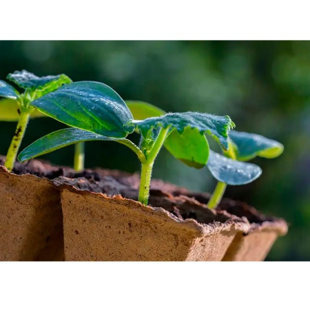 Блок торфяных горшочков 12 ячеек 50х50х50мм