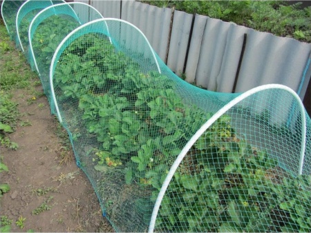 Навес "Защитник" 5м от птиц и насекомых (3 дуги стеклопластик. х 2м, сетка 2х5м яч.15х15мм)