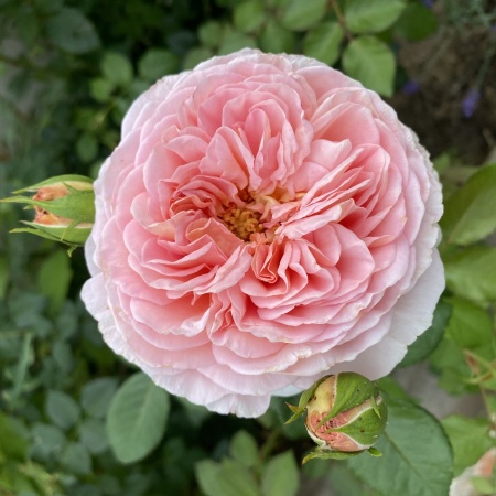Роза Абрахам Дерби шраб (абрикосовая с розовыми краями) (Алтай), 1шт. саженец